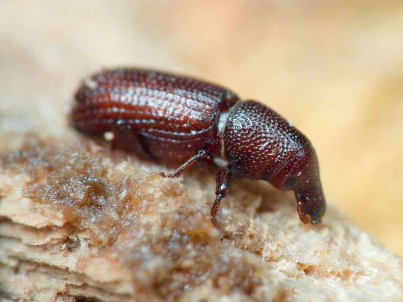 Hexarthrum exiguum (Boheman, 1838)